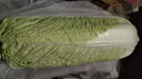 【新鮮現挖】黃心大白菜  農家自種蔬菜包心緊實(shí)白菜 陜西黃心大白菜帶箱8-9斤凈重8斤左右 曬單實(shí)拍圖