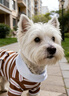 嬉皮狗（hipidog）狗狗連衣裙彩色條紋polo領(lǐng)舒適透氣中小型比熊兩腳衣泰迪寵物衣服 洛米棕 M（建議體重5-8斤） 曬單實(shí)拍圖