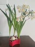 水仙花種球特大漳州重瓣水仙花水培盆栽春節開(kāi)郁金香室內植物花卉 【超大球_花苞多】水仙花1個(gè)【周長(cháng)20-22cm】 曬單實(shí)拍圖