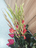 粉紅色劍蘭節節高鮮花年宵花廣州發(fā)春節裝飾情人節禮物長(cháng)65-70cm 紅色劍蘭10支 曬單實(shí)拍圖