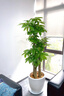 Only you【2小時(shí)達】發(fā)財樹(shù)大型盆栽綠植花卉室內客廳辦公室開(kāi)業(yè)喬遷生日 步步高發(fā)財樹(shù) 曬單實(shí)拍圖
