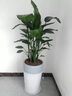 天堂鳥(niǎo)盆栽室內客廳高級感大型綠植辦公室大葉植物高端鶴望蘭新房 精品天堂鳥(niǎo)1.1-1.2米+原盆 曬單實(shí)拍圖