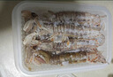 一蝦一世界鮮活熟凍皮皮蝦 新鮮蝦爬子瀨尿蝦大號爬爬蝦肉蝦婆肉 燒烤食材 中號公蝦 3斤(凈重)  【8-10cm】 曬單實(shí)拍圖