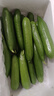 京鮮生 山東精品嫩水果黃瓜 凈重4斤 單根70g+ 荷蘭小青瓜 源頭直發(fā) 曬單實(shí)拍圖