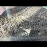 尼特利1號大師水草泥魚(yú)缸專(zhuān)用水藻泥生態(tài)草缸底砂營(yíng)養土8L/袋  曬單實(shí)拍圖