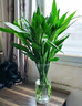 花翁富貴竹水培綠植物招財轉運室內水養花卉盆栽70-80cm10棵源頭直發(fā) 曬單實(shí)拍圖