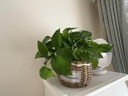 京噶黃金葛盆栽植物花卉客廳室內凈化空氣綠植辦公室桌面盆栽吊蘭大黃 藤藝長(cháng)盆[110#黃金葛2盆] 帶盆栽好 曬單實(shí)拍圖