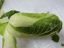 【東東買(mǎi)菜】山東新鮮現摘大白菜北方農家自種蔬菜時(shí)令包心菜火鍋 凈重9斤新鮮山東大白菜 曬單實(shí)拍圖