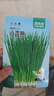菜禾地 小香蔥種子苗四季陽(yáng)臺盆栽庭院種植蔬菜種籽 小香蔥種子約1500粒 曬單實(shí)拍圖