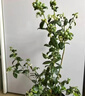 帶土球發(fā)貨藍莓苗藍莓樹(shù)苗帶花帶果發(fā)貨盆栽地栽庭院陽(yáng)臺當年結果 L6【6年大苗當年結果】 曬單實(shí)拍圖