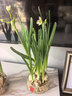 漳州水仙花盆栽帶花苞種球水養水培植物年宵花辦公室桌面綠植花卉 水仙種球+小滿(mǎn)高腳玻璃缸/滿(mǎn)盆發(fā)貨 曬單實(shí)拍圖