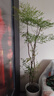 愛(ài)優(yōu)尚精品南天竹室內辦公室大型綠植盆栽客廳造景真樹(shù)四季常青源頭直發(fā) 曬單實(shí)拍圖