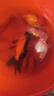 泰獅金魚(yú)活魚(yú)將軍百褶泰獅蝶尾蘭壽淡水冷水觀(guān)賞魚(yú)好養耐活小金魚(yú) 7-8cm隨機泰獅 6條 曬單實(shí)拍圖