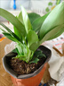 大盆金鉆盆栽綠公主水培植物辦公室內綠植多肉大葉植物除甲醛盆栽 A級大盆金鉆（不含盆） 曬單實(shí)拍圖