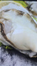 鮮活乳山生蠔新鮮牡蠣海蠣子5斤箱 6XL蠔王（12-18只每箱）凈重10斤生蠔 曬單實(shí)拍圖