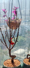轉運桃花盆栽壽星桃樹(shù)苗帶花苞盆景老樁室內陽(yáng)臺庭院耐寒花卉綠植 壽星桃2厘米粗：S造型【帶花苞芽】 曬單實(shí)拍圖