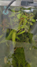 瘋狂水草魚(yú)缸水草植物直接入缸火山石魚(yú)缸造景套餐20-40cm缸源頭直發(fā)包郵a 曬單實(shí)拍圖