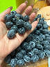 云南8分甜高山藍莓125g(18mm) 曬單實(shí)拍圖