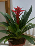 鴻運當頭盆栽帶花室內客廳辦公室大植物紅星鳳梨開(kāi)業(yè)送禮花卉綠植 鴻運當頭40-50厘米2棵 帶培育盆 含盆 曬單實(shí)拍圖