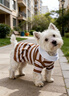 嬉皮狗（hipidog）狗狗連衣裙彩色條紋polo領(lǐng)舒適透氣中小型比熊兩腳衣泰迪寵物衣服 洛米棕 M（建議體重5-8斤） 曬單實(shí)拍圖