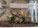 森森（SUNSUN）超白魚(yú)缸一體缸自循環(huán)客廳桌面小型家用水族箱HEJ-380 曬單實(shí)拍圖