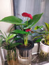 愛(ài)你一萬(wàn)年水培紅掌白掌盆栽一帆風(fēng)順花卉植物室內好養綠植鴻運當 特級紅掌1-3朵花(原盆)+營(yíng)養液 曬單實(shí)拍圖