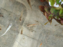 寵小俠純種孔雀魚(yú)觀(guān)賞魚(yú)好養耐活淡水小型魚(yú)熱帶魚(yú)鳳尾熱帶魚(yú)小魚(yú)苗 20條小型魚(yú)混養套餐1 曬單實(shí)拍圖