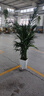 中夢(mèng)散尾葵植物盆栽客廳大型綠植室內辦公室鳳尾竹盆景天堂鳥(niǎo)花卉 散尾葵高1.8-2米+大棱形樹(shù)脂盆 曬單實(shí)拍圖