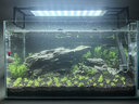 金晶超白魚(yú)缸客廳桌面小魚(yú)缸玻璃草缸龜缸懶人家用生態(tài)造景金魚(yú)缸 長(cháng)60cm寬30cm高35cm(厚度6mm)金晶超白魚(yú)缸裸缸 曬單實(shí)拍圖