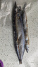 純色本味 冷凍精品秋刀魚(yú)凈重2斤 燒烤食材 曬單實(shí)拍圖