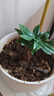 【虧本沖量】發(fā)財樹(shù)盆栽室內桌面綠植大發(fā)財樹(shù)苗招財樹(shù)吸甲醛植物 【粗2-3cm】單桿發(fā)財樹(shù)【原盆】 曬單實(shí)拍圖