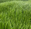 萬(wàn)田沃高產(chǎn)冬牧70黑麥草種籽四季常青多年生牧草耐寒草籽養殖禽畜草種子 一年生黑麥草【1斤】【高產(chǎn)型】 曬單實(shí)拍圖