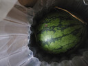 【黃瓤西瓜】超甜特小鳳西瓜清甜多汁皮薄黃心黃肉西瓜水果 特小鳳帶箱4-5斤（1-2個(gè)）凈重4斤+ 曬單實(shí)拍圖
