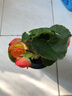 家中有果室內花卉綠植玫瑰海棠盆栽麗格海棠花苗重瓣四季開(kāi)花 黃心紅邊【帶花】 含盆 曬單實(shí)拍圖