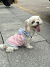 嬉皮狗（hipidog）小狗狗衣服愛(ài)心浮雕紋理吊帶泰迪博美小型幼犬春夏季薄款寵物服裝 奧麗粉 L （建議體重8-11斤） 曬單實(shí)拍圖