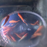 金魚(yú)草金魚(yú)觀(guān)賞魚(yú)冷水好養耐活小魚(yú)苗錦鯉 5-7cm 紅草金買(mǎi)10條送10條（加備損） 曬單實(shí)拍圖