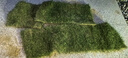 帶土草皮真草別墅庭院綠化工程用草臺灣草馬尼拉四季青易活耐踩踏 【矮生抗旱耐踩踏】馬尼拉草皮一捆0.5平方 曬單實(shí)拍圖