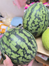 新鮮黃心西瓜爆甜薄皮當季特小鳳西瓜脆甜多汁水果整箱包郵 特小鳳5-6斤（1-2粒）凈重5斤+ 曬單實(shí)拍圖