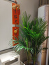 佳賀（JIAHE）大型盆栽綠植散尾葵辦公室內富貴椰子開(kāi)業(yè)喬遷禮品 【新店特惠】精品散尾葵1.4-1.6米【鉆石盆】 曬單實(shí)拍圖