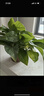 雙盟綠蘿盆栽除甲醛花卉綠植辦公室新房?jì)艋諝?120款10盆源頭直發(fā) 曬單實(shí)拍圖