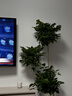 愛(ài)優(yōu)尚幸福樹(shù)盆栽客廳室內大型綠植辦公室喬遷新家綠寶凈化空氣源頭直發(fā) 曬單實(shí)拍圖