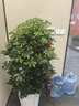 愛(ài)優(yōu)尚幸福樹(shù)盆栽客廳室內大型綠植辦公室喬遷新家綠寶凈化空氣源頭直發(fā) 曬單實(shí)拍圖