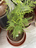文竹盆栽綠植花卉盆景植物室內客廳水培文松云竹文竹大苗四季常青 文竹1盆【高15-20厘米】 曬單實(shí)拍圖