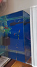 孔雀魚(yú)觀(guān)賞魚(yú)熱帶小型淡水冷水好養耐活花鳉鳳尾魚(yú)苗寵物孕母 炫彩全家?？兹隔~(yú)組合套餐C【送魚(yú)糧】 曬單實(shí)拍圖