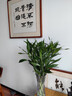 花翁富貴竹水培綠植物招財轉運室內水養花卉盆栽70-80cm10棵源頭直發(fā) 曬單實(shí)拍圖