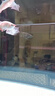 元寶鳳凰活體魚(yú)關(guān)刀魚(yú)熱帶魚(yú)零號元寶鳳凰觀(guān)賞魚(yú)龍魚(yú)混養虎魚(yú)搭配 0號元寶鳳凰【龍魚(yú)配魚(yú)】 13-14厘米 曬單實(shí)拍圖