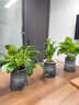 京噶黃金葛盆栽辦公室內植物花卉水培好養綠植大葉黃金葛新房除醛凈化 必看提示語(yǔ)：關(guān)于 于栽種好發(fā)貨的秘密 帶盆栽好 曬單實(shí)拍圖