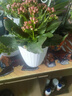 【健康長(cháng)壽】長(cháng)壽花隨機色1盆 曬單實(shí)拍圖