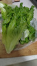 富硒生菜苗200g(長(cháng)度≤15cm) 曬單實(shí)拍圖