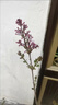 丁香花樹(shù)苗庭院陽(yáng)臺盆地栽耐寒叢生嫁接高桿丁香樹(shù)苗綠植花卉苗木 叢生紫丁香5年苗【當年開(kāi)花】掌柜推薦 曬單實(shí)拍圖